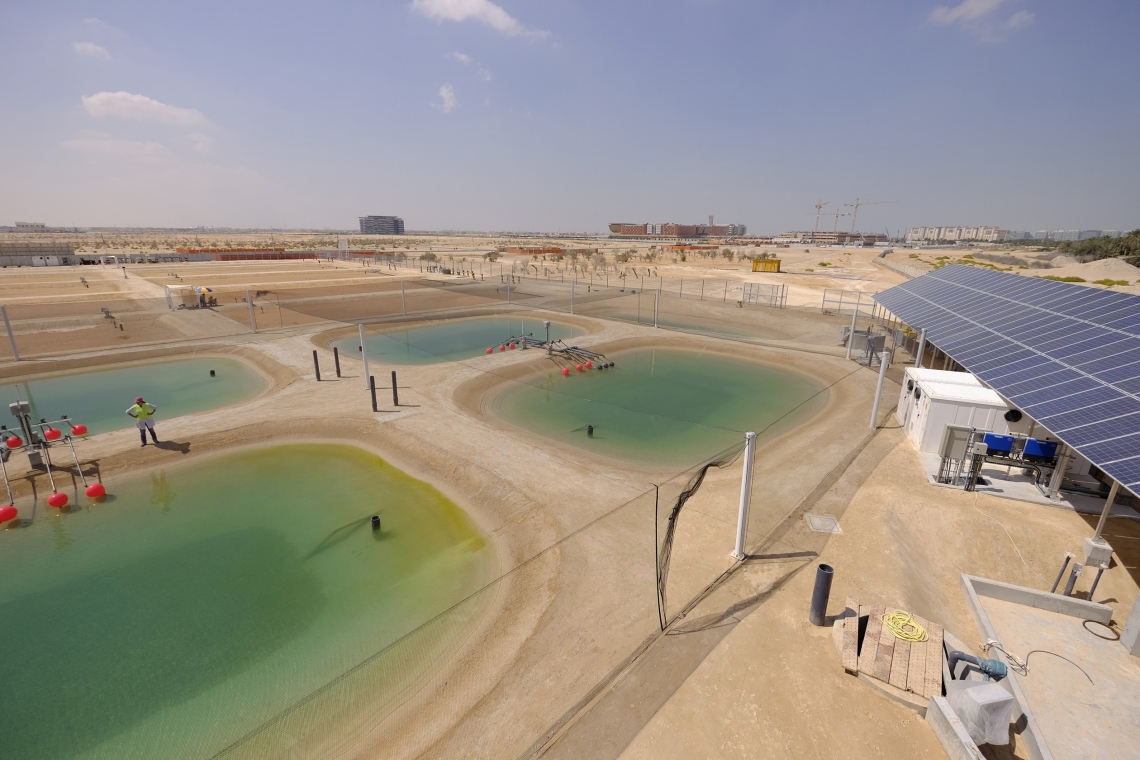 Breakthrough research to produce fuel sources in UAE desert ecosystem – Energy Global