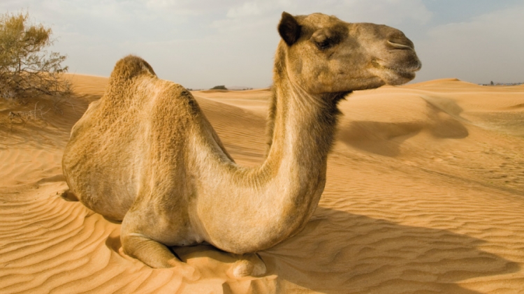 Camels’ stomachs could provide key to cheap, renewable biofuel