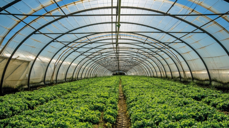 Finally, a greenhouse that grows its own power supply - Khalifa University