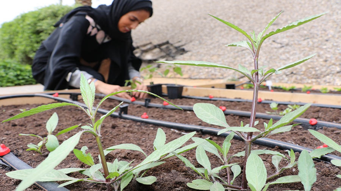 On-Campus Urban Farm to Promote Sustainable Agriculture