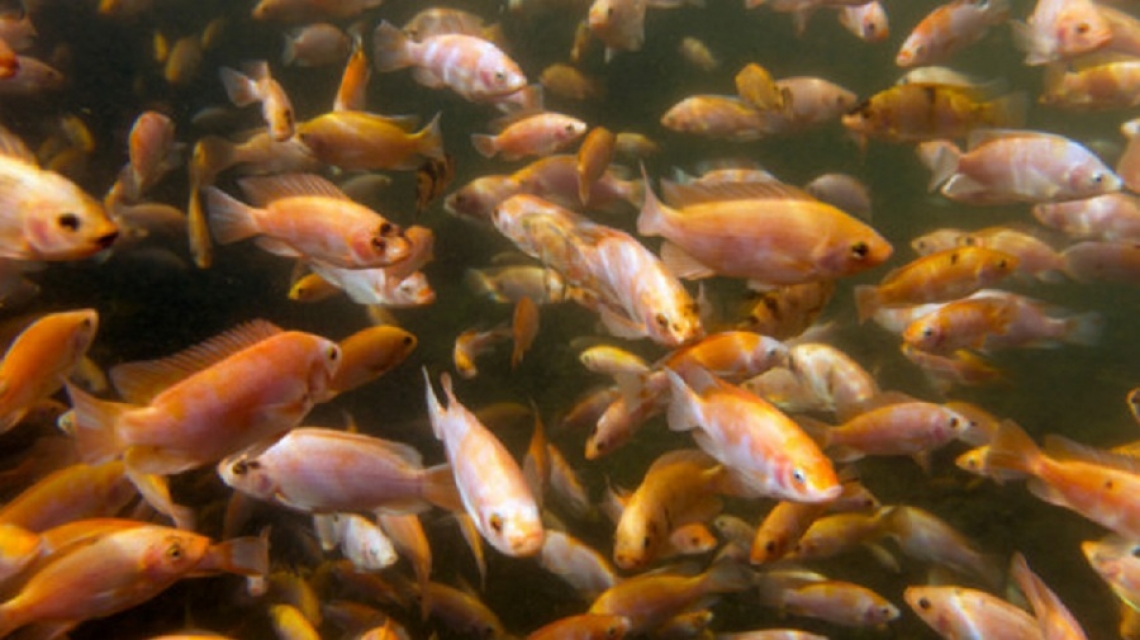 Jet-fuel fish farm gets UAE ministry blessing – FoodNavigator.com