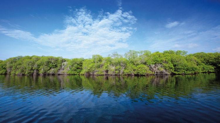 Searching the mangrove and the desert for a native biofuel