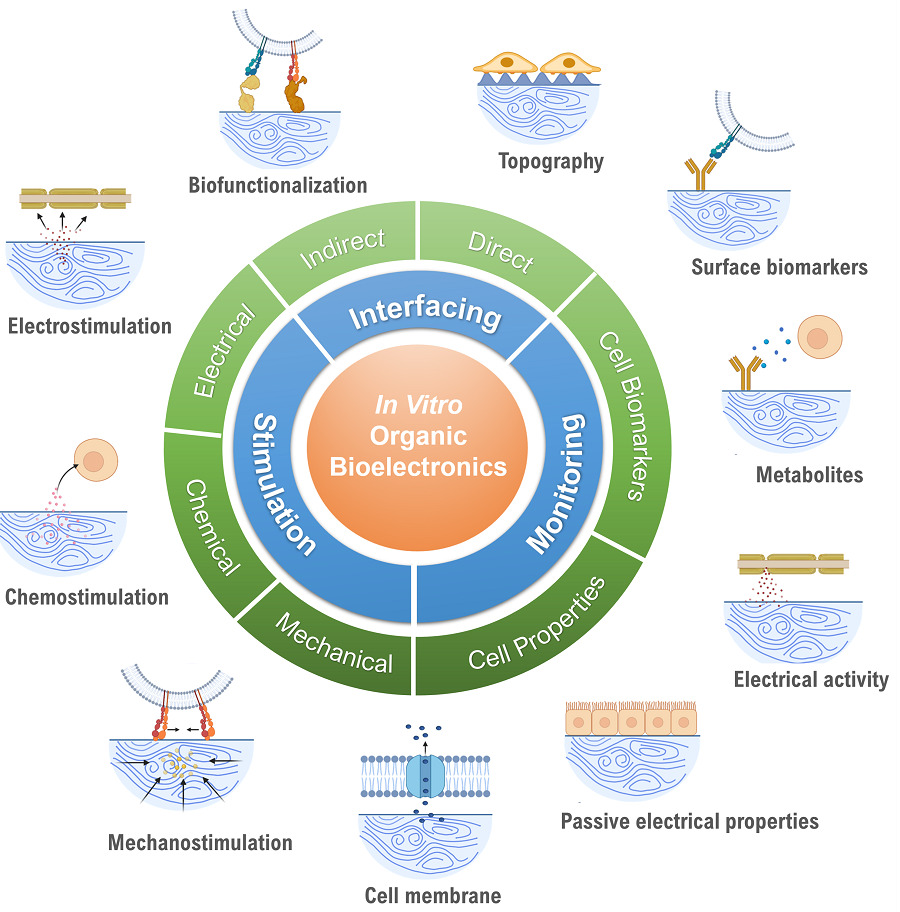 Organic Bioelectronics for In Vitro Systems