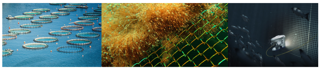 Our paper titled ” Aquaculture defects recognition via multi-scale semantic segmentation ” has been published in Expert Systems with Applications Elsevier Journal (IF: 8.5, Scopus Percentile: 96th (top 4%))!